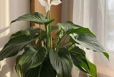 Как вернуть «женское счастье» к жизни: что мешает спатифиллуму распускаться и как пробудить его силу