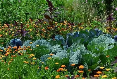 Слепыш – проклятие огородника: можно ли избавиться от назойливого вредителя?