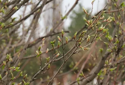 Весна разогналась: около 50 температурных рекордов установлено в регионах России за день