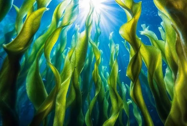Морской суперфуд: токсиколог рассказал о скрытой пользе водорослей