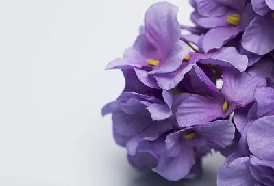 Картофельное дерево может найти свое место в саду