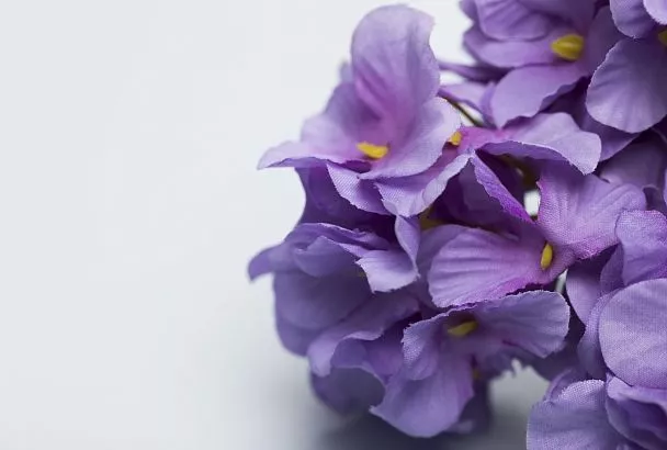 Картофельное дерево может найти свое место в саду