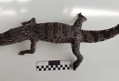 Кемеровские таможенники изъяли чучело сиамского крокодила у пассажирки из Вьетнама