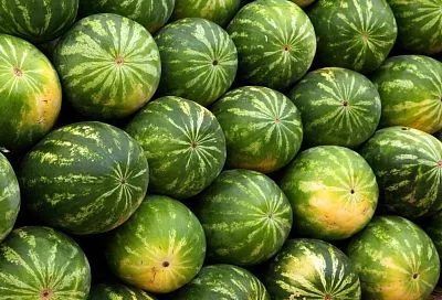 «Румяная щечка» должна быть обязательно: как выбрать спелый и сладкий арбуз на рынке или в магазине