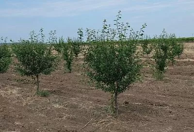 Первая подкормка – самая важная: как правильно удобрять деревья весной