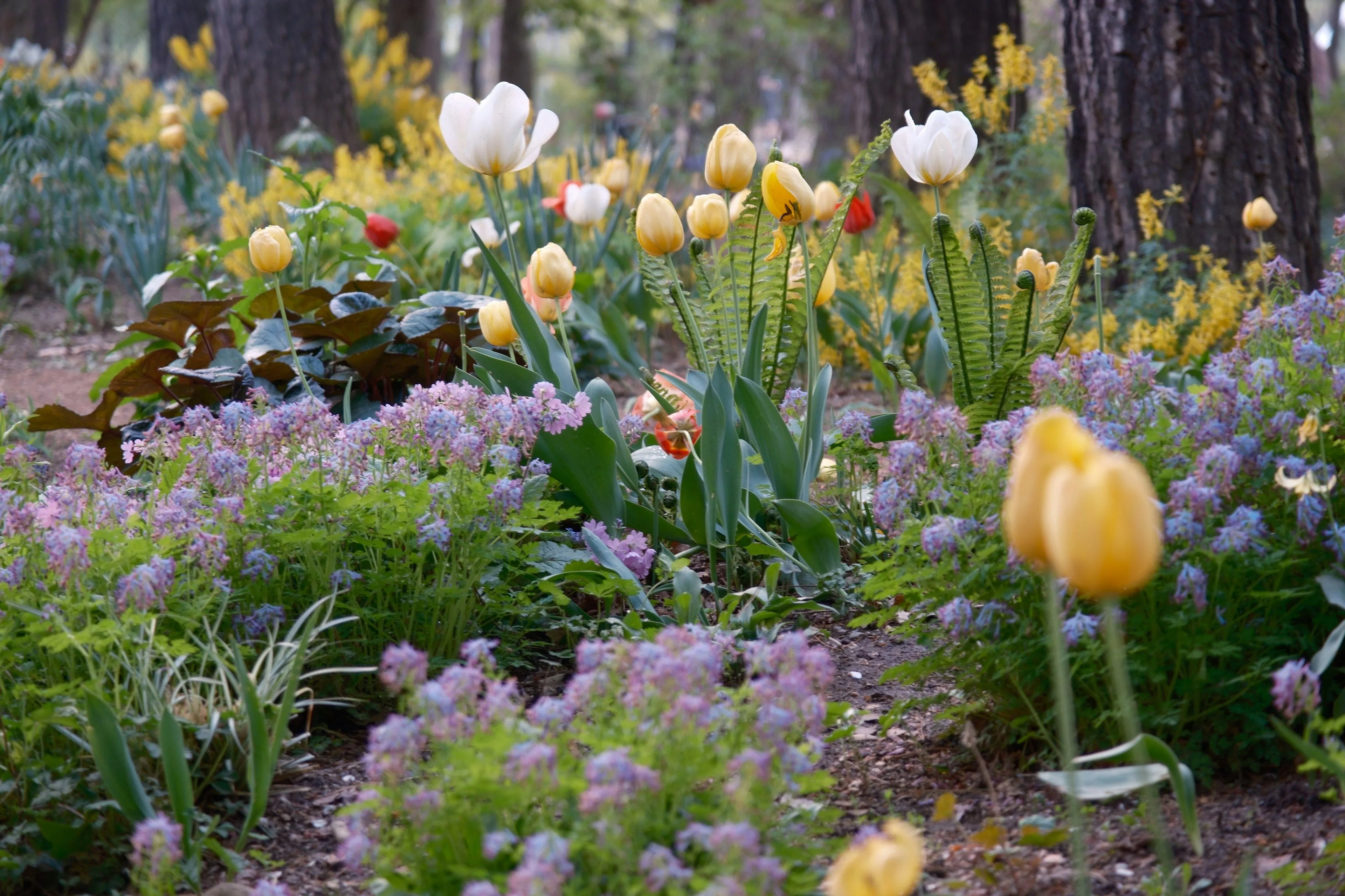 Тотальная красота клумб: эти 6 видов цветов не как у всех затмят розы и лилии - соседи с открытым ртом за забором