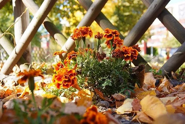 Успейте до 30 июня! Срочно посейте эти 5 цветов для роскошной осени 2025