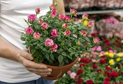 Уход за розой в горшке: секреты успешной зимовки для пышного цветения весной