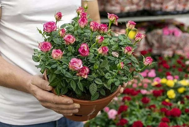 Уход за розой в горшке: секреты успешной зимовки для пышного цветения весной