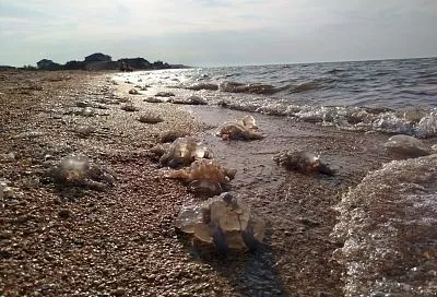 Эксперимент по вылову медуз у берегов курортов Азовского моря проведут в 2026 году