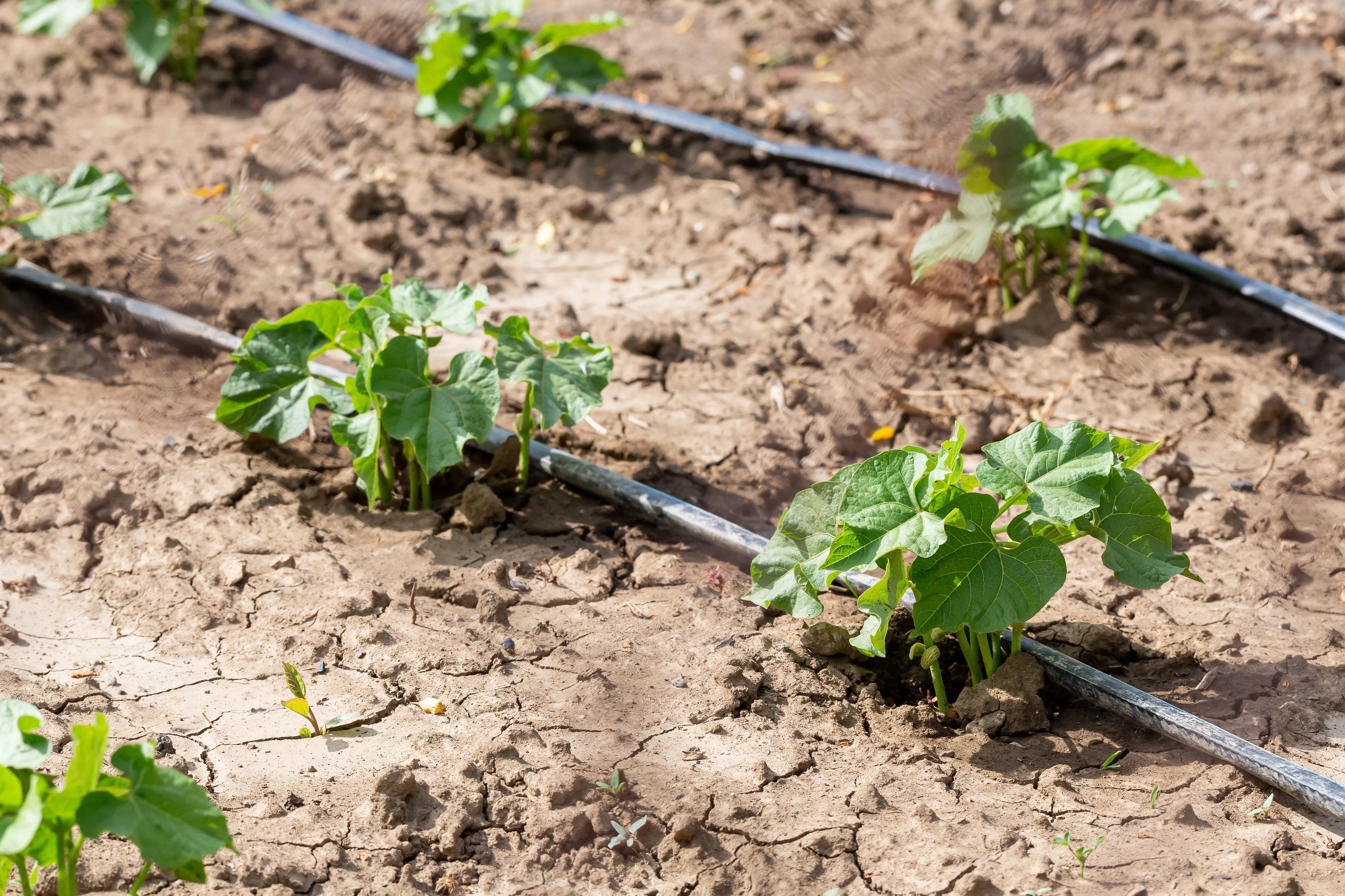 На Юге предложили экологичный способ очистки почвы с использованием сточных осадков