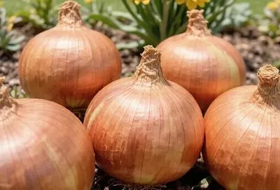 Подкормка лука в конце мая и июне: 3 шага для крупных и лежких головок