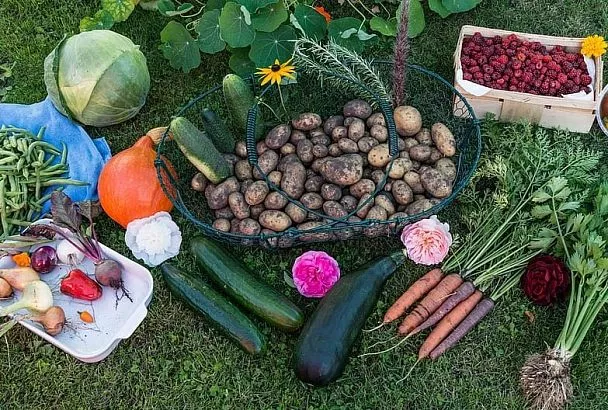 Октябрьские задачи на даче: как завершить дачный сезон в саду и огороде