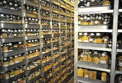 Урожайный прорыв: кубанский агросектор наращивает суверенитет в семеноводстве