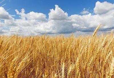 Облучённые семена дали на 30% больше зерна в поле