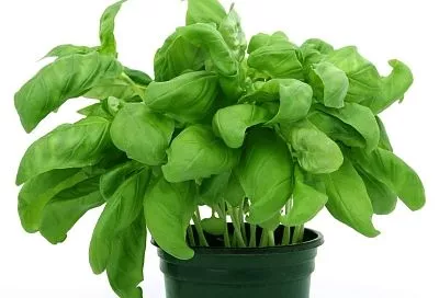 Комарам такое не понравится. Эти простые средства, которые есть в каждом доме, могут легко заменить дорогие репелленты от насекомых