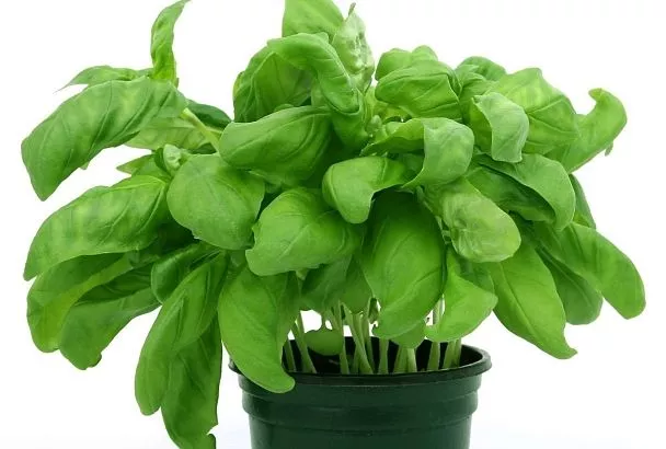 Комарам такое не понравится. Эти простые средства, которые есть в каждом доме, могут легко заменить дорогие репелленты от насекомых