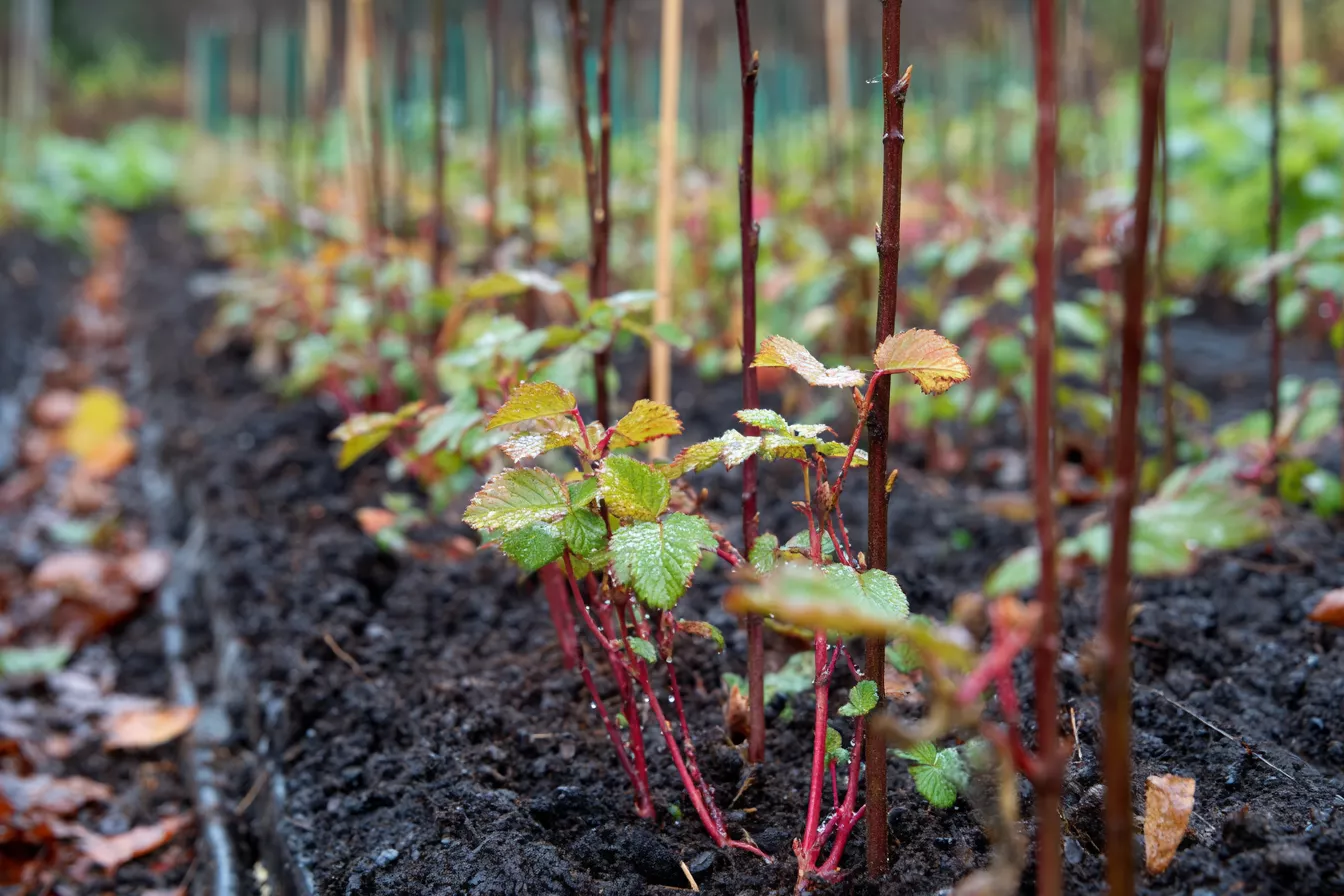 Осеннее черенкование смородины и кустарников: бесплатные саженцы к следующей осени