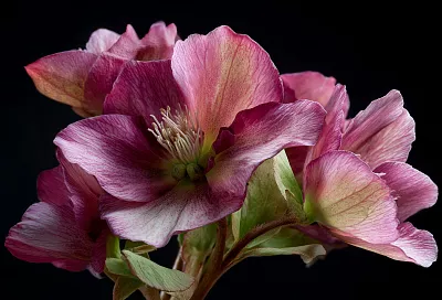 Какие цветы посадить в августе: создаём яркий цветник