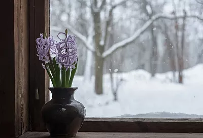 Весна на окошке: как заставить гиацинт цвести зимой