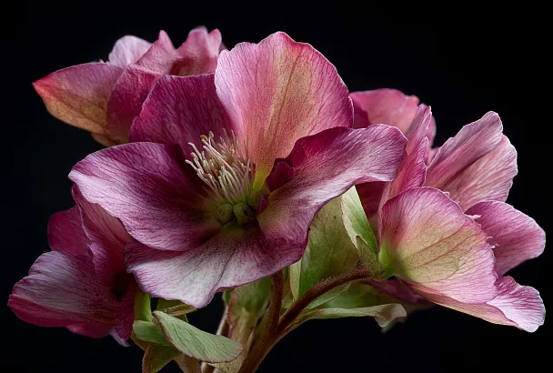 Какие цветы посадить в августе: создаём яркий цветник