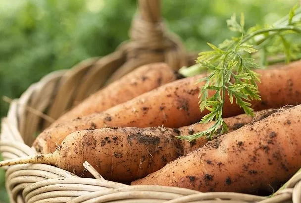 Сею морковь без прореживания и вредителей: лайфхак с кофейной гущей от Галины Кизимы — 1 подкормка на всё лето