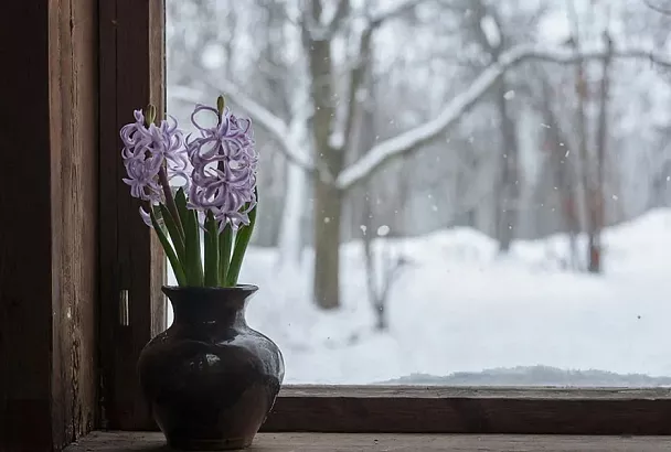 Весна на окошке: как заставить гиацинт цвести зимой