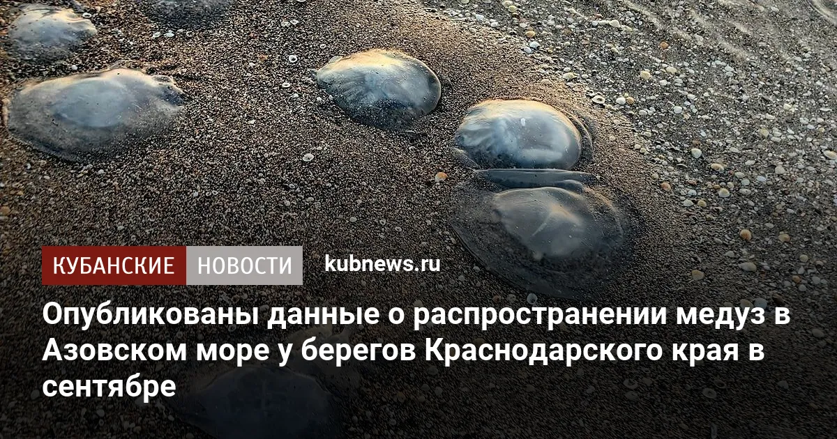 Опубликованы данные о распространении медуз в Азовском море у берегов Краснодарского края в сентябре