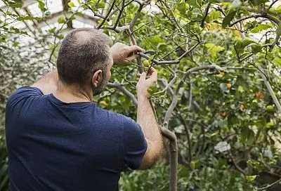 Сломанное дерево — не приговор: как вырастить новый сорт на старом подвое