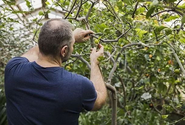 Сломанное дерево — не приговор: как вырастить новый сорт на старом подвое