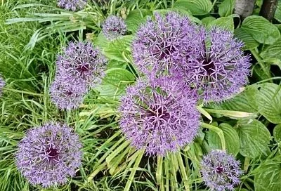 Шар на ножке: декоративный лук (аллиум) поражает своим видом и не требует ухода