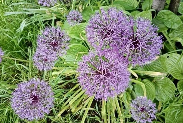 Шар на ножке: декоративный лук (аллиум) поражает своим видом и не требует ухода
