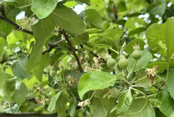 Почему желтеют листья яблонь раньше времени: разбираем причины и находим решение