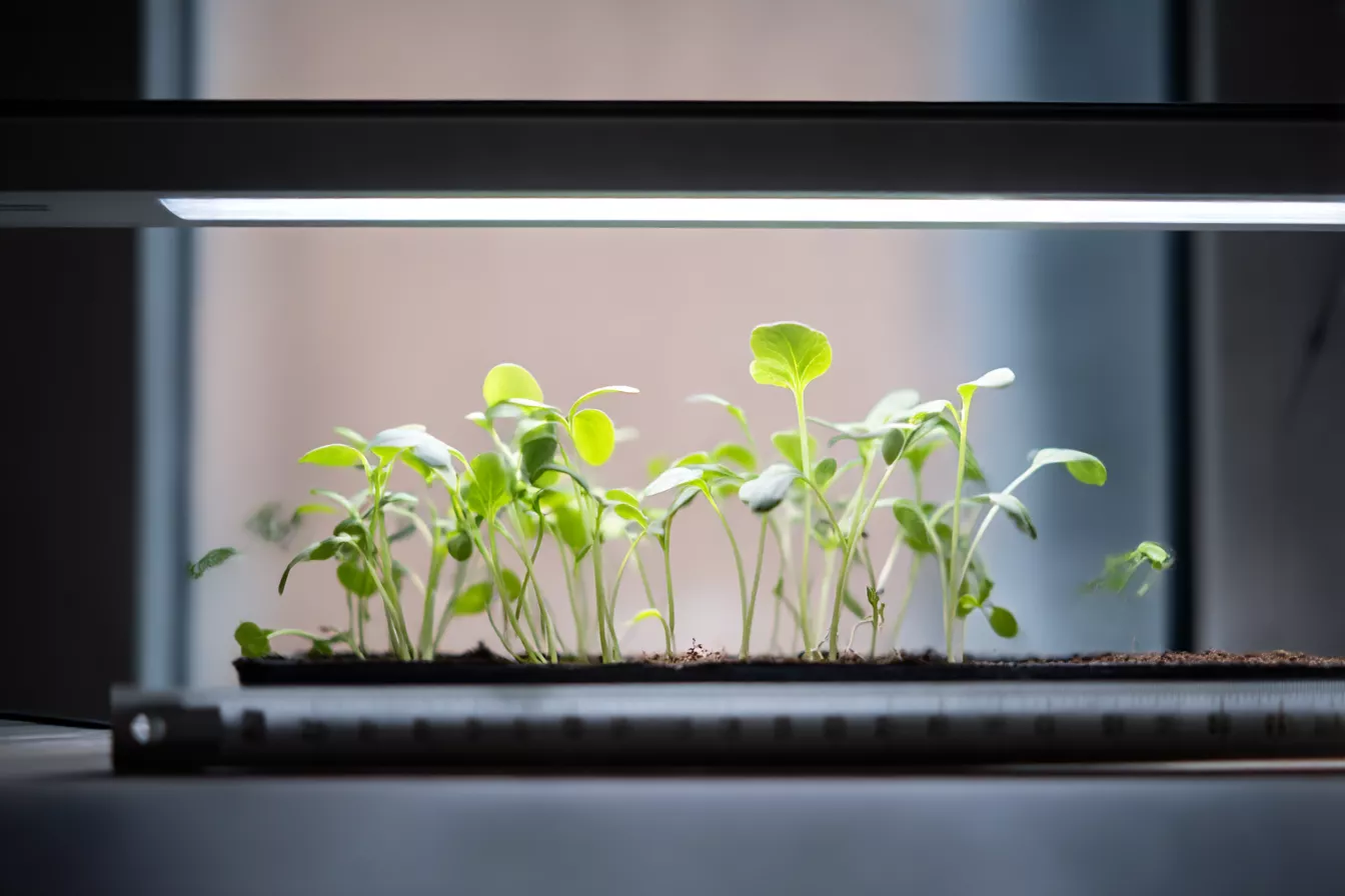 Сколько часов освещать домашний огород фитолампами