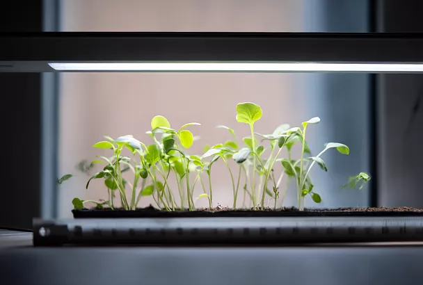 Сколько часов освещать домашний огород фитолампами