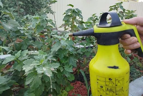 Осенняя обработка сада мочевиной: эффективная защита от болезней и вредителей