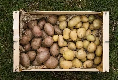 Повышаем лёжкость овощей ещё на грядке: проверенные шаги от агронома