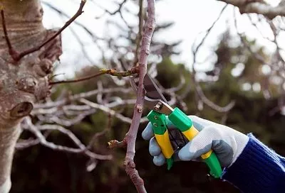 Жду солнца и плюс на градуснике и еду на дачу. Как грамотно провести обрезку деревьев в саду