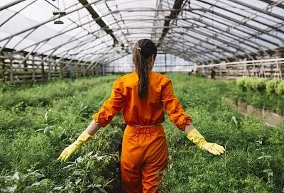 Победите белокрылку за 3 шага: биологические методы для теплиц и открытого грунта