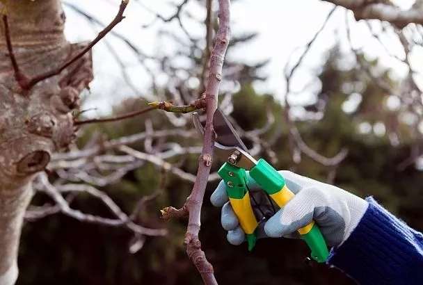 Жду солнца и плюс на градуснике и еду на дачу. Как грамотно провести обрезку деревьев в саду
