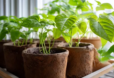 Как правильно размножать батат и почему большие горшки лучше