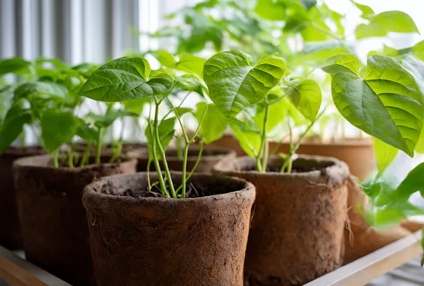 Как правильно размножать батат и почему большие горшки лучше