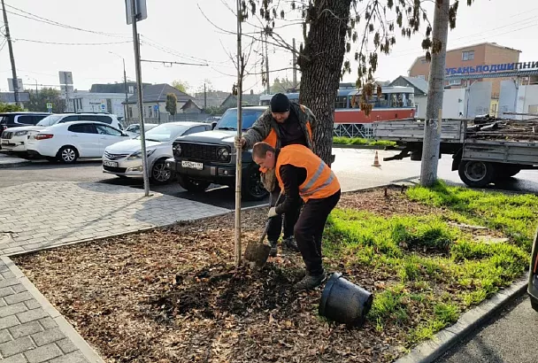 Более 200 деревьев высадят на ул. Калинина в Краснодаре