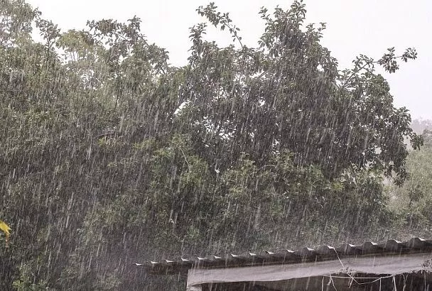 Мокрое дело: чем опасны для огорода затяжные ливни и как помочь растениям 