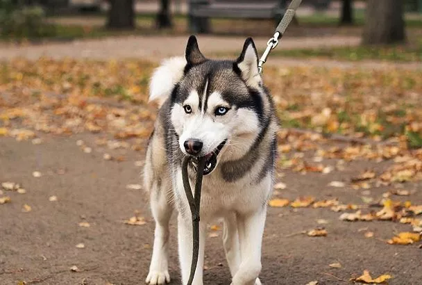 Штрафы за жестокое обращение с животными могут вырасти до 1 миллиона