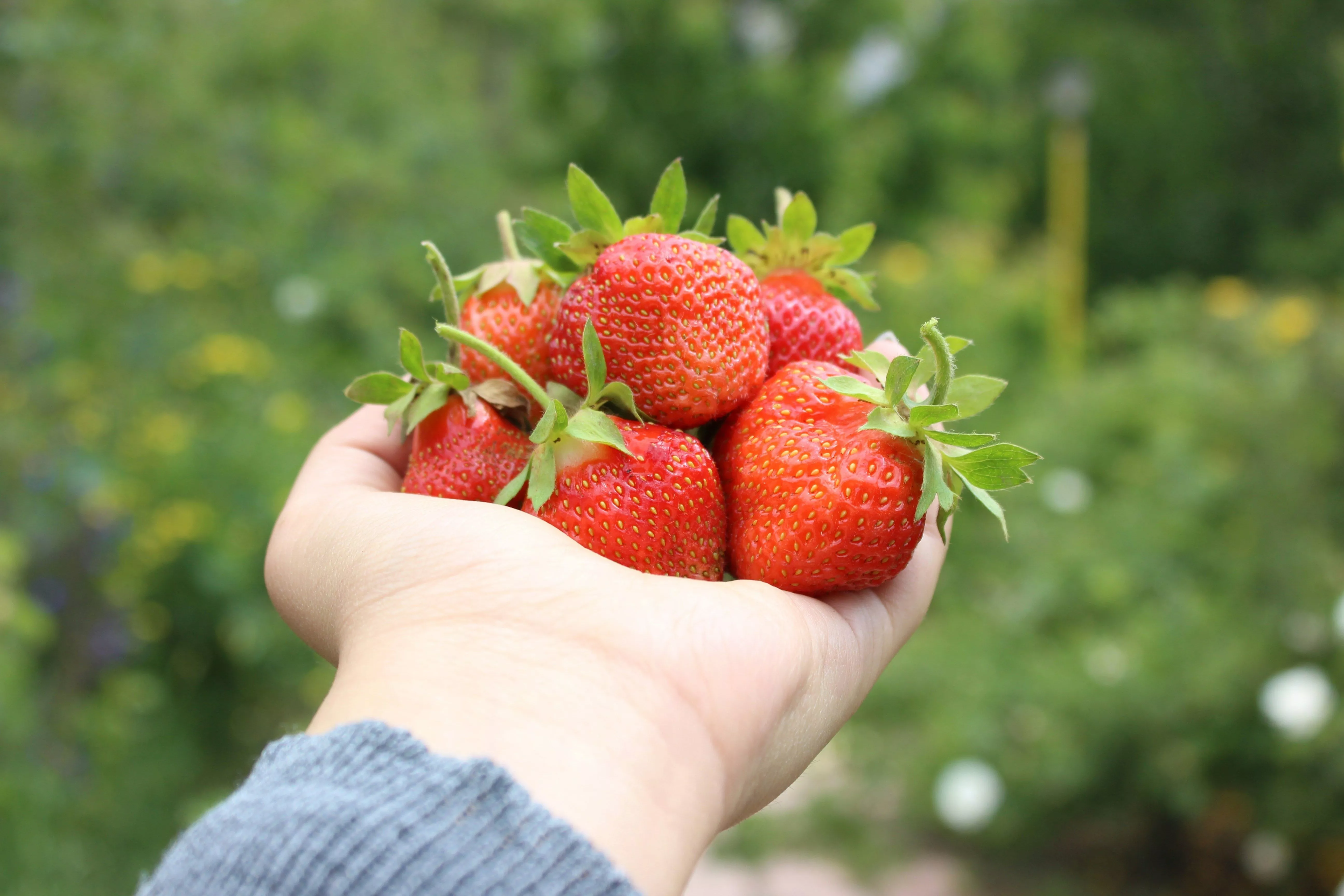 Вливаю к клубнике 2 раза за сезон: простая подкормка с кухни для обильного урожая сладких и крупных ягод