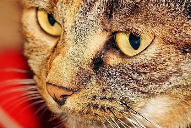 Сухой нос у домашнего кота - куда бежать и что с этим делать: советы для начинающих котовладельцев