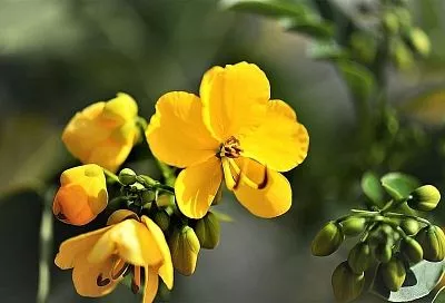 Сенна александрийская: древние знания об очистке организма, о которых забыли