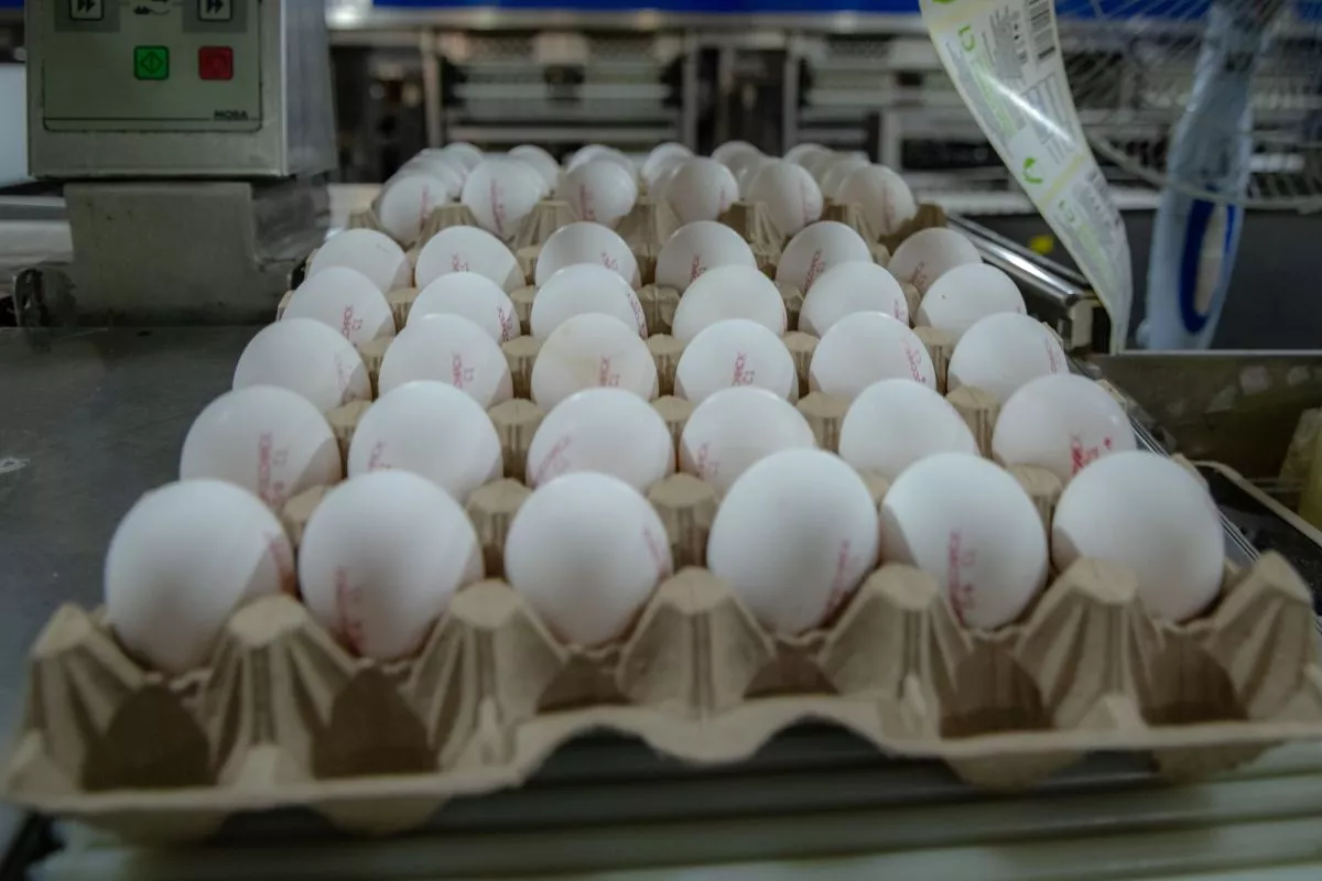 Овощи и яйца подешевели в июле на Кубани 