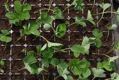 Начинай за 2 недели: как подготовить землю под посадку клубники